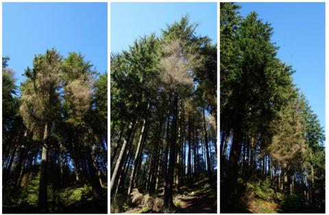 P. pluvialis dieback and bare lower branches on trees in a mature western hemlock stand from the P. pluvialis symptom guide