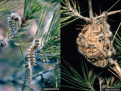 Pine Processionary Moth caterpillars (left) and nest (right)