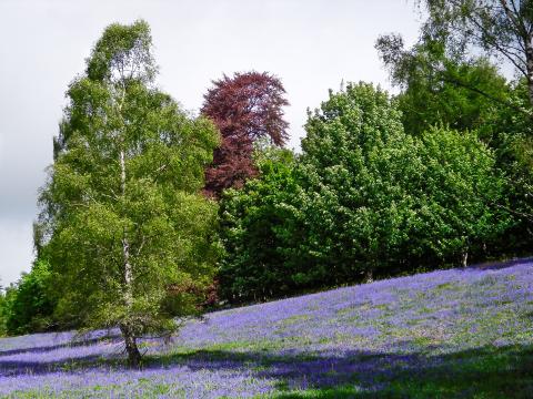 Lavender field, Dunkeld, Scotland - Image by Curtis Partridge from Pixabay