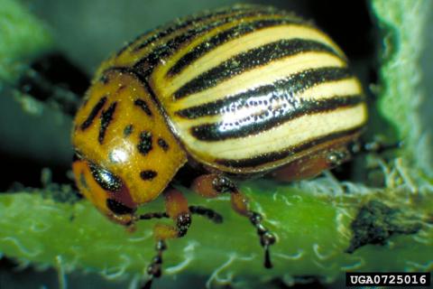 Colorado beetle - image credit C. Trouvé, Service de la Protection des Végétaux, Bugwood.org