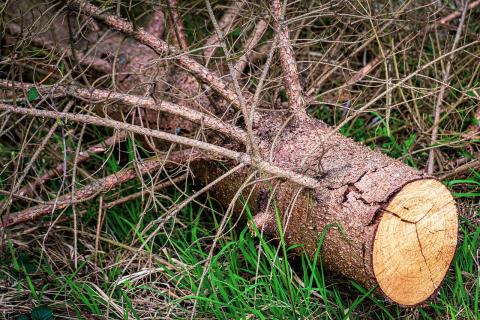 Spruce bark beetle damage