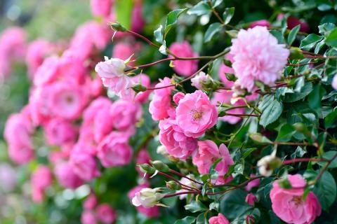 Roses