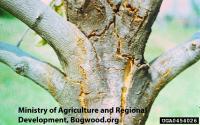 chestnut blight