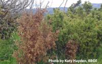 Juniperus communis scotland