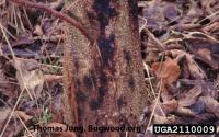 Phytophthora on alnus