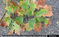 Xybxlella on English oak