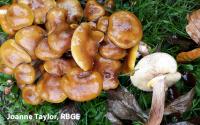 honey fungus