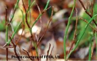 Phytophthora ramorum vaccinium