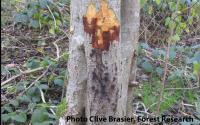 Phytophthora siskiyouensis on Alnus