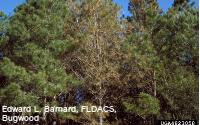 A stand of pine trees ranging from green and healthy to brown and near-dead