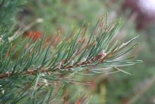 Dothistroma needle blight [Image courtesy of Joanne Taylor]