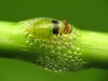 Spittle bug nymph. Katja Schulz/CC by 2.0 Spittle bug nymph. Katja Schulz/CC by 2.0