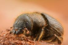 Dendroctonus Micans Dendroctonus Micans