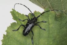 Citrus longhorn beetle 