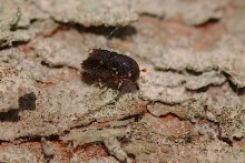Eight toothed spruce bark beetle (Ips typographus). Credit M. Blake Forest Research