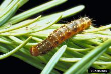 Budworm C. fumiferana. Credits J. Dewey, USDA, Bugwood.org