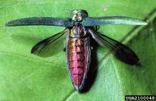 Emerald ash borer. Credit David Cappaert, Bugwood.org