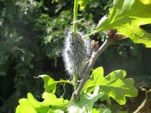 Oak Processionary Moth larvae on Oak - Image courtesy of Forest Research