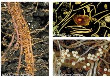 Potato Cyst Nematode - SASA © Crown Copyright PCN and PCN cysts