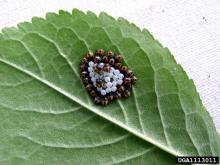 Newly-hatched BMSB egg mass, Gary Bernon, USDA APHIS, Bugwood.org Newly-hatched BMSB egg mass, Gary Bernon, USDA APHIS, Bugwood.org