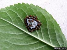 Newly-hatched BMSB egg mass, Gary Bernon, USDA APHIS, Bugwood.org