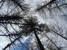 larch trees killed by P. ramorum 