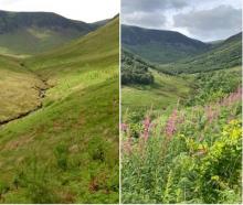 Carrifran Wildwood, Borders Forest Trust Carrifran Wildwood, Borders Forest Trust