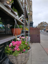 Plants on sale at a retail store 2021, courtesy of Chris R J Pollard Plants on sale at a retail store 2021