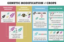 Genetic modification of crops infographic