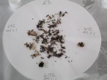Malaise Trap Samples Malaise Trap Samples