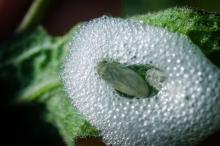 Xylella vector, spittlebug Xylella vector, spittlebug