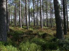 forest forest