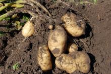 Potato Alexey_Hulsov Pixabay Potato Alexey_Hulsov Pixabay