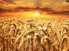 Wheat climate change