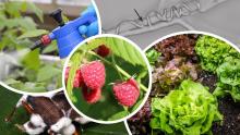 Images related to biocontrol Images related to biocontrol