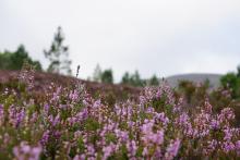 Scottish Heather