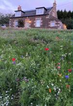 Garden with pretty flowers