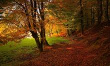 Nature Autumn (by Valiphotos from Pixabay) 