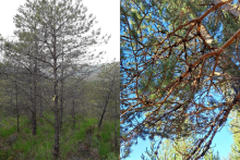 New disease symptoms on Scot's pine