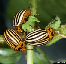 Colorado Potato Beetle adults by David Cappaert Colorado Potato Beetle adults by David Cappaert