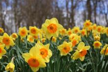 Daffodils Image by Photo Stoo from Pixabay Daffodils Image by Photo Stoo from Pixabay