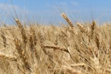 Wheat Image by Ilona Maksimova from Pixabay Wheat Image by Ilona Maksimova from Pixabay