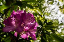 Improved preparedness for Phytophthora prevention in Scotland