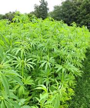 Hemp crop, Neil Havis