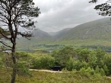 Caledonian Pine Woods