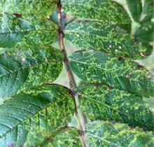 European mountain ash ringspot-associated virus symptoms, Fera Science
