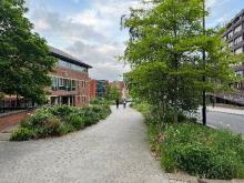 Urban greenspace planting