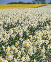 Daffodil field, image by Grampian Growers Ltd.