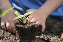 A child planting a sapling