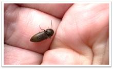 Click beetle